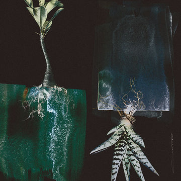 Silk Scarf - Grafik Botanicals